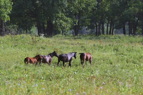 Horse on the  meadows — Stock Photo, Image