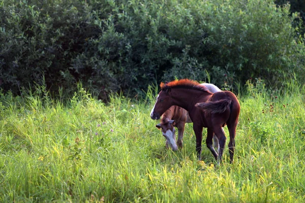 Caballo en los prados — Foto de Stock