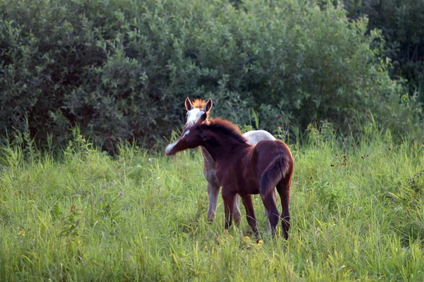 Caballo en los prados — Foto de Stock