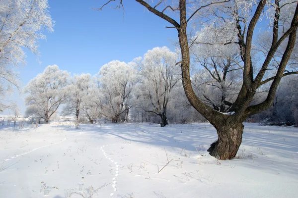 Paesaggi invernali in una giornata limpida — Foto Stock