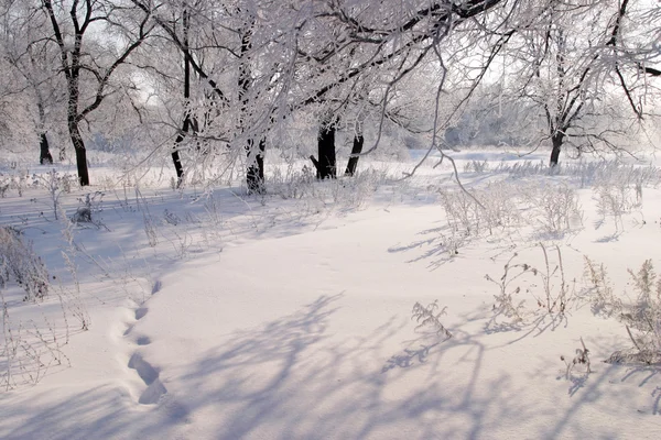 Inverno Foggy mattina — Foto Stock