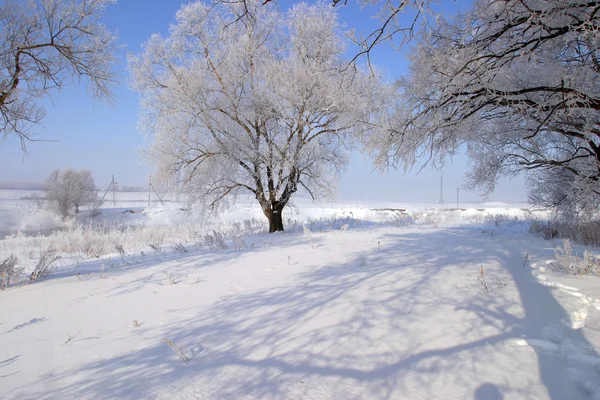 Hiver Foggy matin — Photo