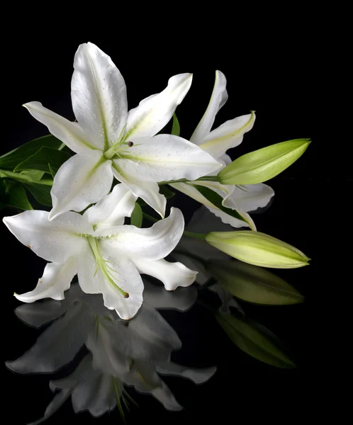 Hermosas flores de primavera — Foto de Stock