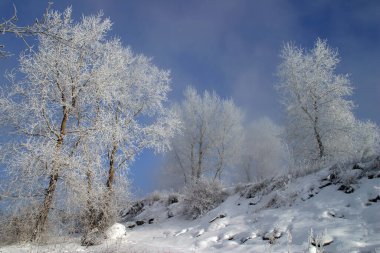 Kış manzarası ağaçları sisli bir sabahta donla kaplıdır.