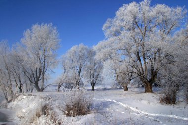 Kış manzarası karla kaplı tarlalar ve ağaçlar.