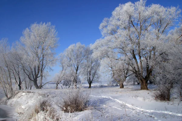 Paisagem Inverno Campos Árvores Cobertas Neve — Fotografia de Stock