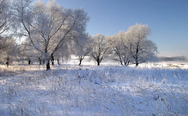 Invierno Paisaje Brillante Mañana Helada Bosque Cubierto Heladas —  Fotos de Stock