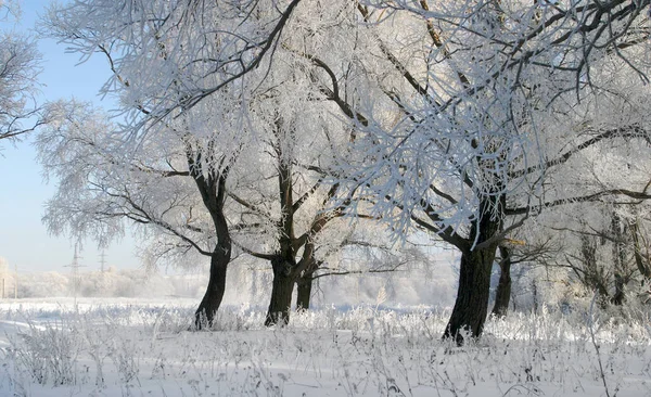 Vinterlandskap Ljust Frostig Morgon Skogen Täckt Med Frost — Stockfoto