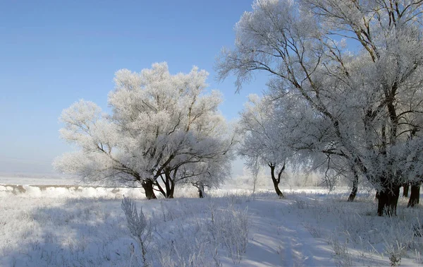 Paisagem Inverno Manhã Gelada Brilhante Nas Florestas Cobertas Geada — Fotografia de Stock