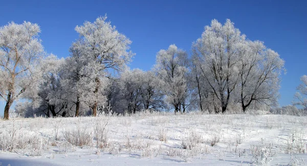 Winterlandschaft Strahlend Frostigen Morgen Den Wäldern Mit Frost Bedeckt — Stockfoto