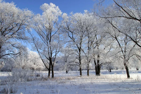 Paesaggio Invernale Brillante Mattina Gelida Nei Boschi Coperti Gelo — Foto Stock