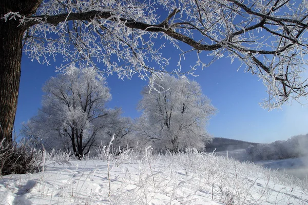 Paisagem Inverno Manhã Gelada Brilhante Nas Florestas Cobertas Geada — Fotografia de Stock