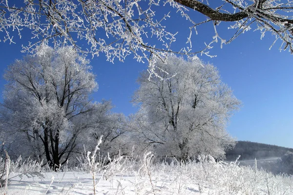 Χειμερινό Τοπίο Φωτεινό Παγωμένο Πρωινό Στο Δάσος Καλυμμένο Παγετό — Φωτογραφία Αρχείου