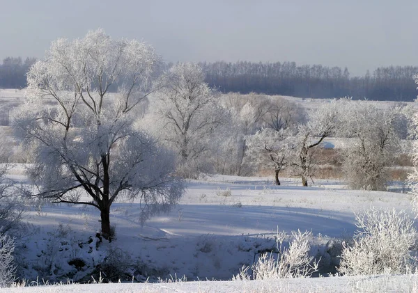 Χειμερινό Τοπίο Χιονισμένο Πεδίο Και Δέντρα Καλυμμένα Παγετό — Φωτογραφία Αρχείου