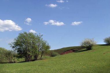 Mavi gökyüzündeki beyaz bulutların ve yeşil çayırdaki nadir ağaçların idealist yaz manzarası.