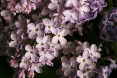 Stüdyoda büyük bir bahar leylağı buketi.