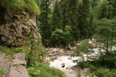 Yaz manzarası dağ nehri Gagra sırtı Gega Abhazya 'da