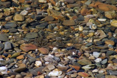 Sığ sulardaki küçük balıklar kampanyadaki bulaşıkları temizliyor.
