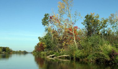 Nehir ormanıyla yaz manzarası güneşli bir gün