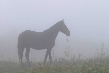 Sonbaharda, meşe koruluğunda, kalın bir siste yalnız at.