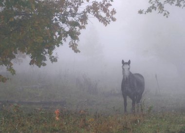 Sonbaharda, meşe koruluğunda, kalın bir siste yalnız at.