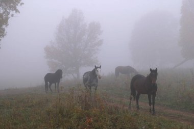 Sonbaharda ormanda yoğun bir siste at sürüsü.