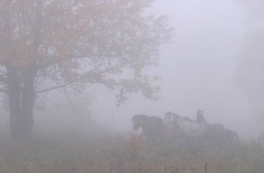 Sonbaharda ormanda yoğun bir siste at sürüsü.