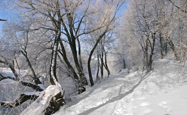 Inverno Paisagem Coberto Neve Campo Árvores Cobertas Geada — Fotografia de Stock