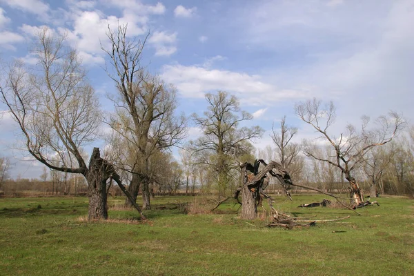 Landscape Oak Grove Early Spring Cloudy Sky Sunny Day — Stock Photo, Image