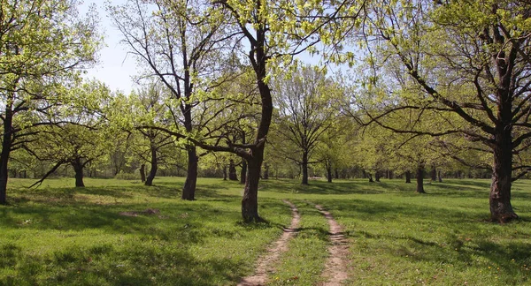 Krajobraz Polna Droga Przez Las Dębowy Wczesną Wiosną Jasny Dzień — Zdjęcie stockowe