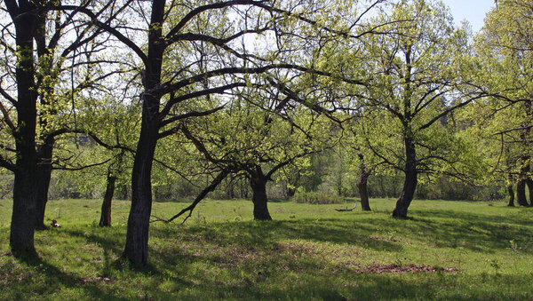 Spring landscape in the oak grove clear day