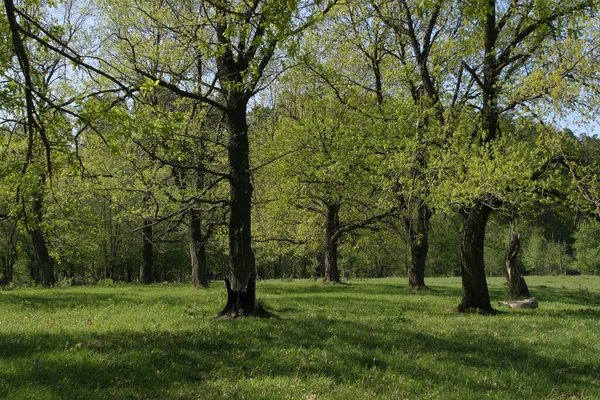 Paisagem Primavera Bosque Carvalho Dia Claro — Fotografia de Stock