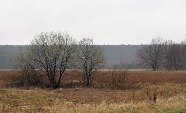 Baharın ilk zamanlarında yeni yaprakların yeşil sisli çayırları ve ormanları