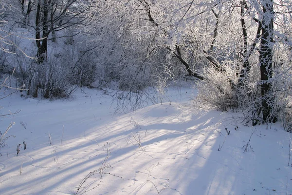 Zimowy Krajobraz Pól Drzew Pokrytych Śniegiem — Zdjęcie stockowe