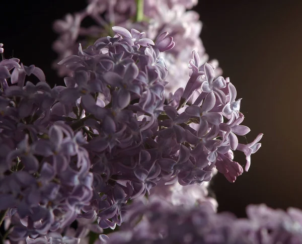 Beautiful Large Bouquet Spring Lilacs Studio Shooting — стоковое фото