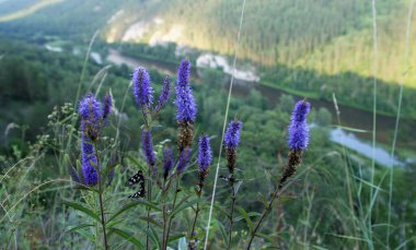 Güney Urallar 'daki dağ çiçeklerine yakın çekim