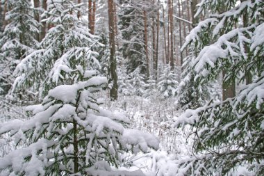 Çam ormanlarının kış manzarası, ağaçlar don ve karla kaplıdır.