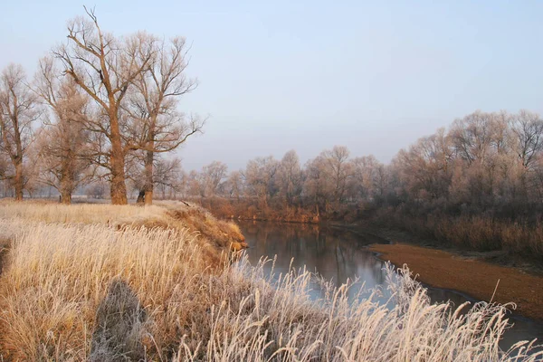 在河边的滨海小树林和日落时被霜冻覆盖的树木上 开始了冬季景观 — 图库照片