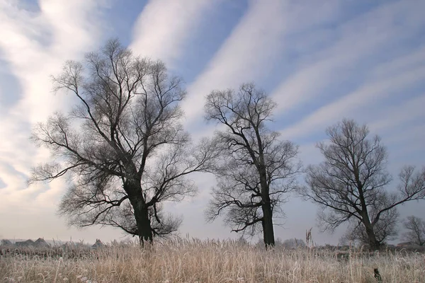 Jesienny Krajobraz Gołych Drzew Przeciwko Pięknemu Zachmurzonemu Niebu — Zdjęcie stockowe