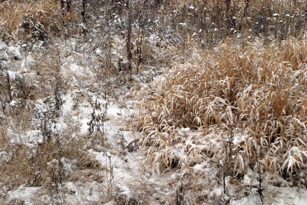 森林附近的草地 冬天初被第一场雪覆盖着 — 图库照片