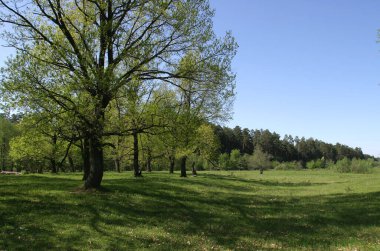 Meşe koruluğunda bahar manzarası açık