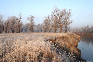 Kış başlangıcında nehir kıyısındaki koruluklar ve günbatımında donla kaplı ağaçlar.