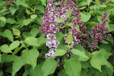 Güzel bahar leylakları sokaklarda çiçek açıyor.