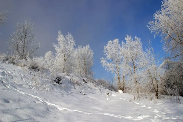 Vinterlandskap Träd Täckta Med Frost Dimmig Morgon — Stockfoto