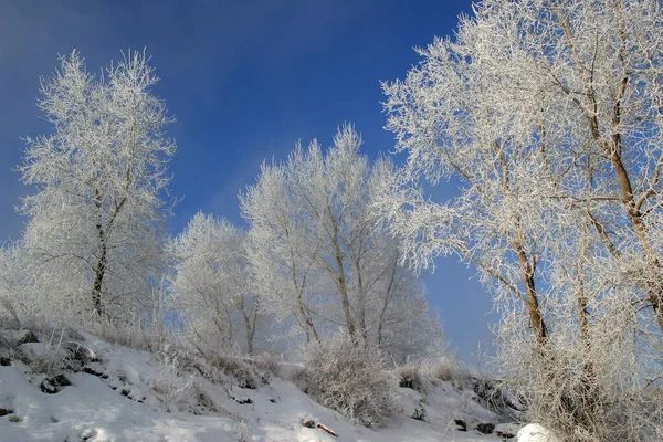 Winter Landscape Trees Covered Frost Misty Morning — Stock Photo, Image