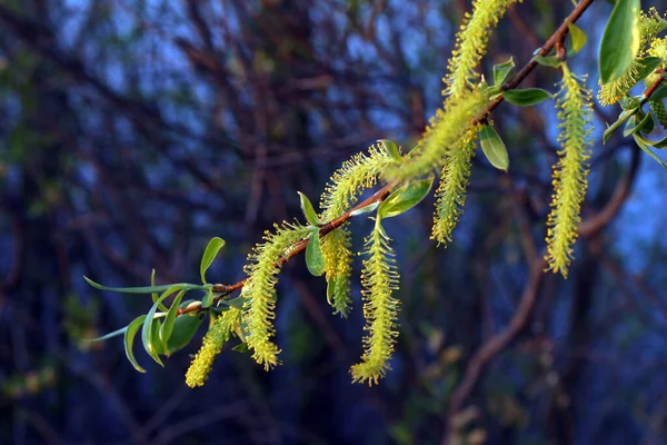 Makroblühende Weidenknospen — Stockfoto