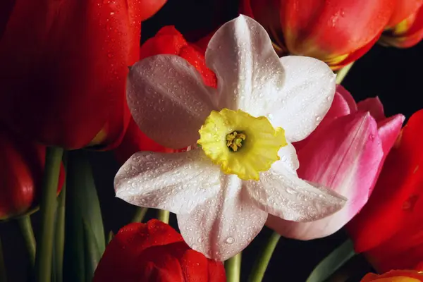 Güzel Bir Buket Bahar Çiçeği Stüdyo Çekimi — Stok fotoğraf