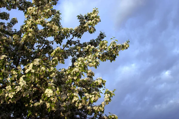 Крупним Планом Квітуча Гілка Яблука Тлі Бурхливого Неба Заході Сонця — стокове фото