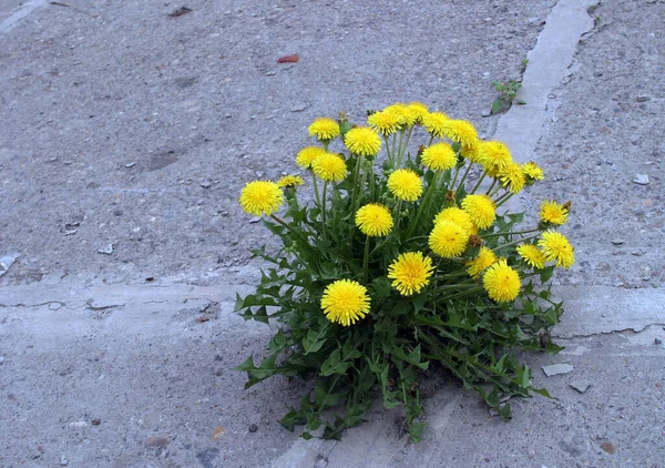 Makro Sprießt Durch Die Asphaltierten Gelben Löwenzahnblüten — Stockfoto