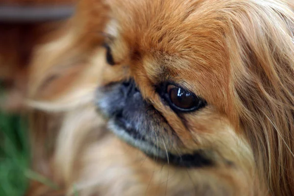 Yakın Plan Köpek Cinsi Pekin Kırmızısı — Stok fotoğraf